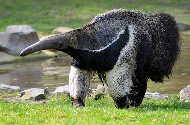 großer ameisenbär auf gras - ameisenbär stock-fotos und bilder