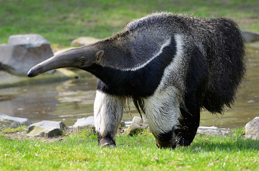 Closeup of Giant Anteater (Myrmecophaga tridactyla) walking on grass