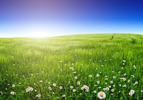 Spring background nature with blooming flowers, and blue sky on a beautiful sunny day. Concept natural landscape wallpaper.