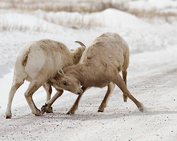 istock Bighorn Sheep Fighting, belly horn 147322571