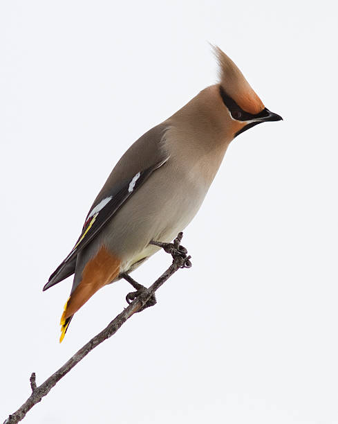 istock Bohemian Waxwing close up 147322572