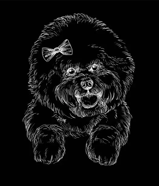 Vector illustration of Engraving illustration of a Bichon Frise dog on a black background