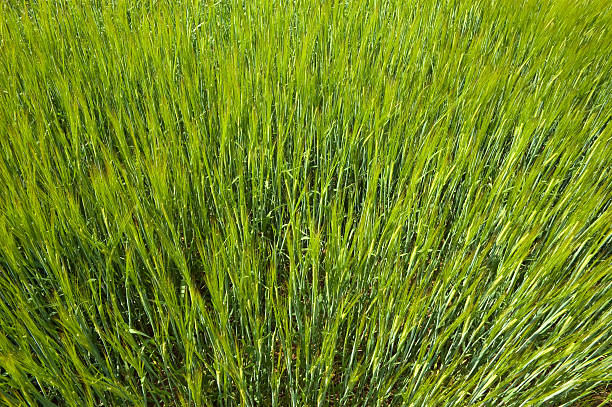 Green Spring Wheat stock photo