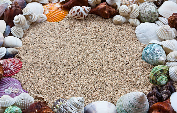 ракушки на песке - pentagonaster starfish стоковые фото и изображения
