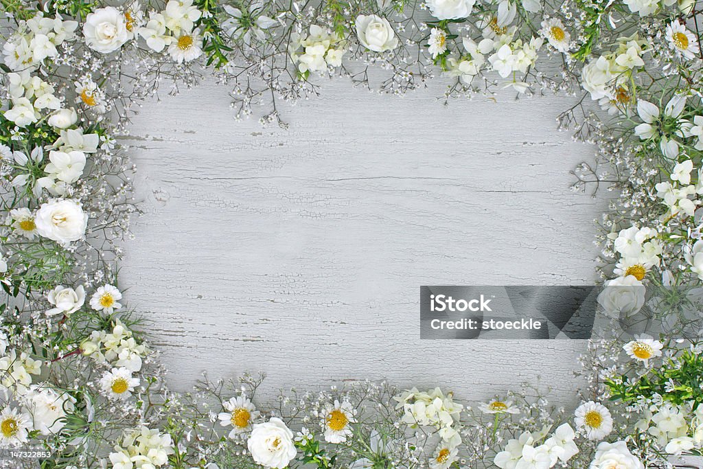 Fleurs blanches - Photo de Hortensia libre de droits