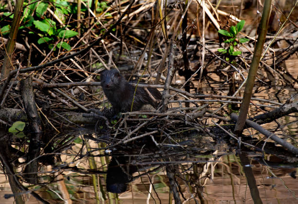 istock Mink -small mammals, Ireland 1473229606
