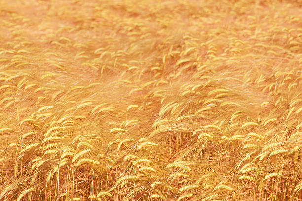 Golden ripe wheat field background in shallow DOF stock photo