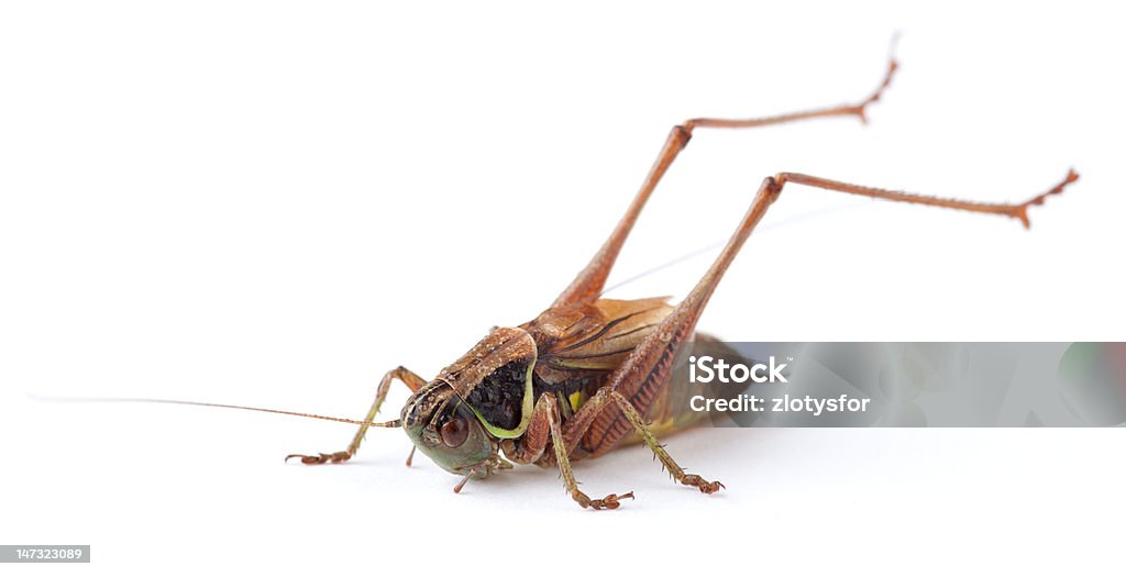 Grasshopper - Foto de stock de Animal royalty-free