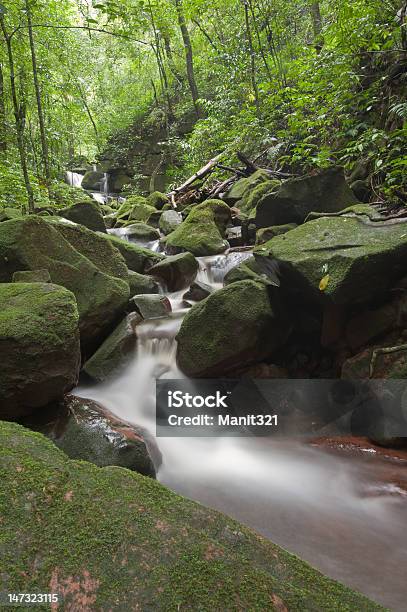 Foresta Pluviale Cascate - Fotografie stock e altre immagini di Acqua - Acqua, Acqua fluente, Albero