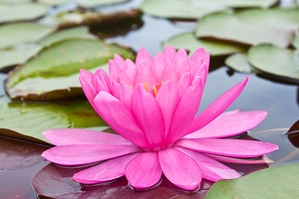 Pink Lotus stock photo