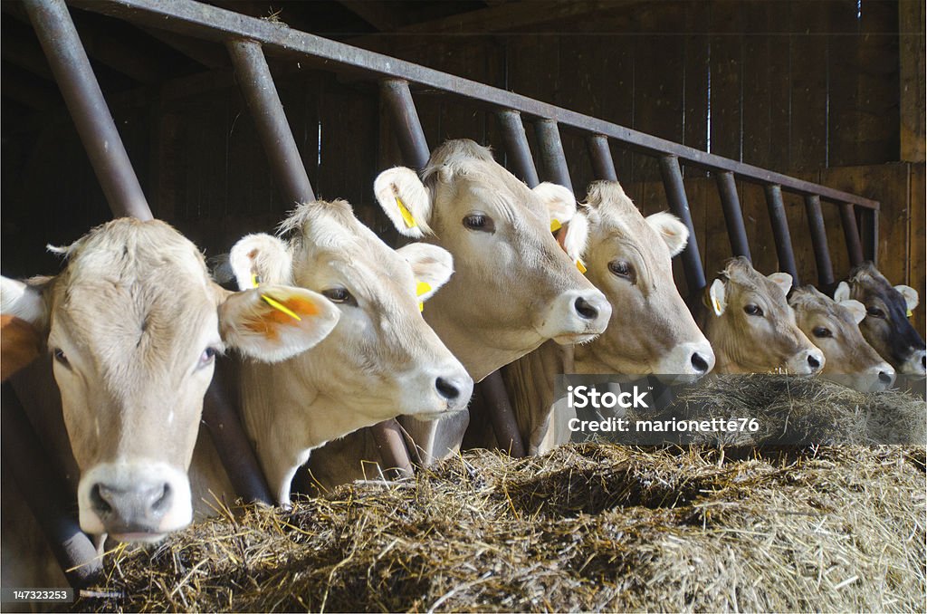 Vacas en una fila. - Foto de stock de Concept Does Not Exist libre de derechos