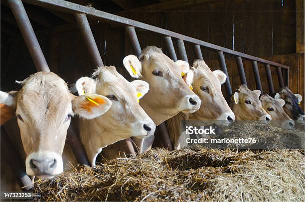 Vacas En Una Fila Foto de stock y más banco de imágenes de Concept Does Not Exist - Concept Does Not Exist, Ganado domesticado, Ganado suizo