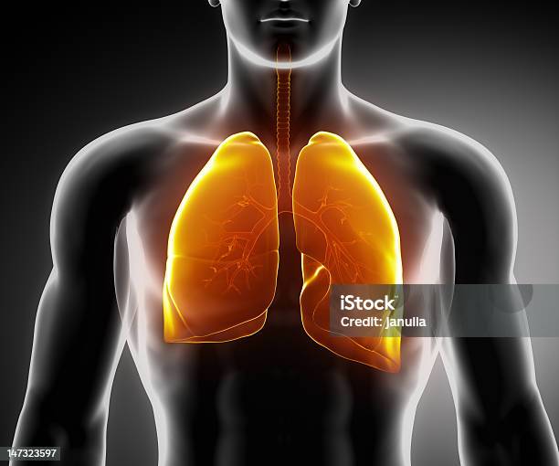 Sistema Respiratório Humano Com Pulmões E Árvore Brônquica - Fotografias de stock e mais imagens de Anatomia