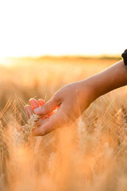 istock Farmer touches the ears of wheat 1473236678