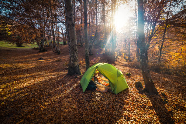 istock Tourist tent in wild forest at sunset 1473236925