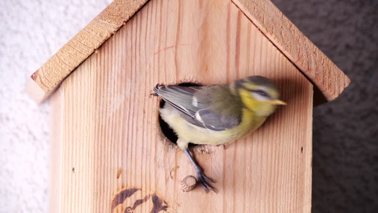 First flight of blue tit chicks from the nesting box. Blue tit fledging flight out of the nest box.