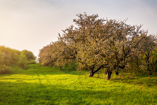 Blooming apple trees in orchard at sunset
