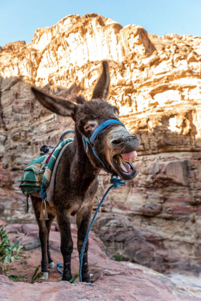 Bedouin donkey with funny face at sunset Bedouin donkey with funny face in mountains at sunset donkey animal themes desert landscape stock pictures, royalty-free photos & images