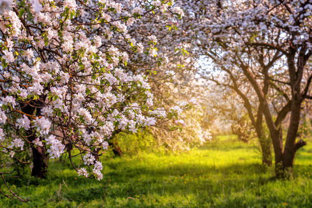 Blooming apple orchard in sunset