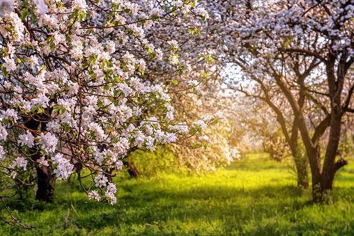 Blooming apple tree in organic orchard at sunset