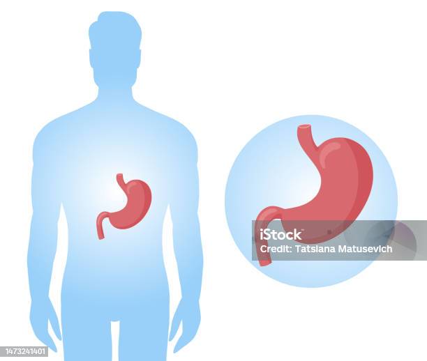 Human Stomach Anatomy Diagram In Body Stock Illustration Biology Diagrams