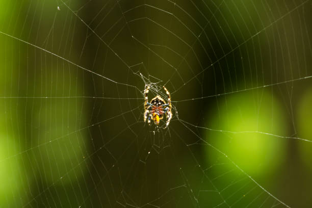 istock A female common bark spider, Caerostris sexcuspidata, in her large web. 1473243267