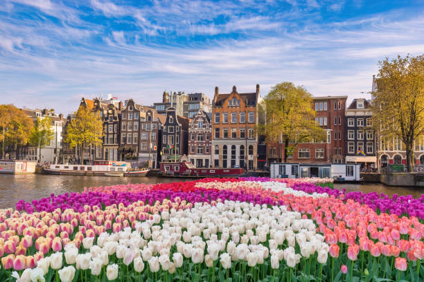 istock Amsterdam Netherlands, city skyline at canal waterfront with spring tulip flower 1473243821