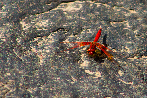 A bright red male red-veined Dropwing, Trithemis Arteriosa, perched on a rock next to a river in the Kruger National park, South Africa.