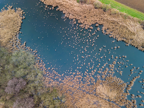 Wintery body of water with birds, reeds and bushes next to fields in rural Germany with a variety of plants and animals in the biotope, Germany
