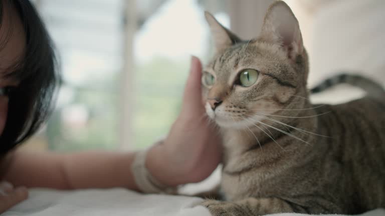 4k video footage of Asian woman petting a cute cat in the bed room.