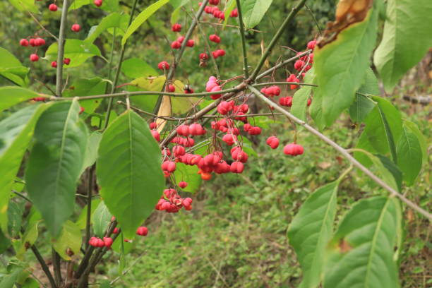 istock Red Seeds of the Spindel Tree (Eunoymus) 1473246397