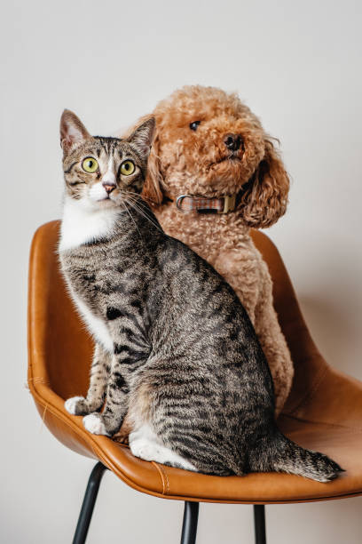 Cute pet grey cat and brown poodle dog best friends sitting on brown leather chair portrait photography Portrait photography on isolated grey background of best friend animal pets grey striped cat and brown fluffy poodle dog poodle color image animal sitting stock pictures, royalty-free photos & images