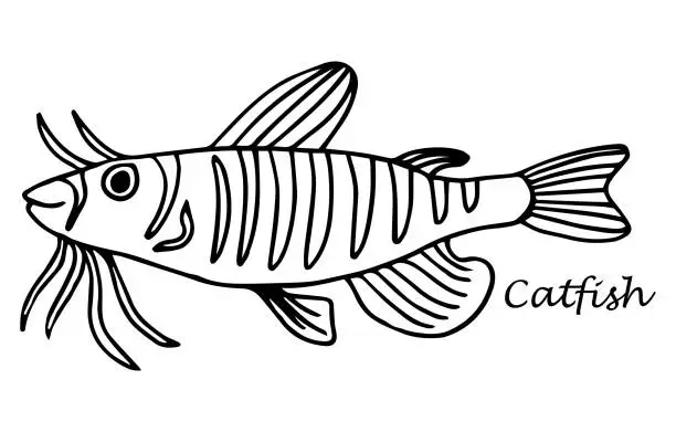 Vector illustration of Catfish, Fish collection. Healthy lifestyle, delicious food. Hand-drawn images, black and white graphics.