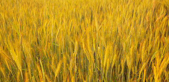 Green ears of wheat in the field. Green young wheat swaying in the wind. It will be a fruitful harvest.