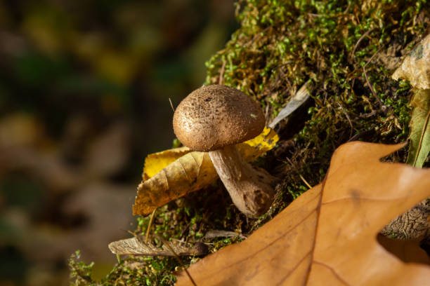 armillaria mellea, comúnmente conocido como hongo de la miel, es un hongo basidiomiceto en el género armillaria. hermoso hongo comestible - honey agaric fotografías e imágenes de stock