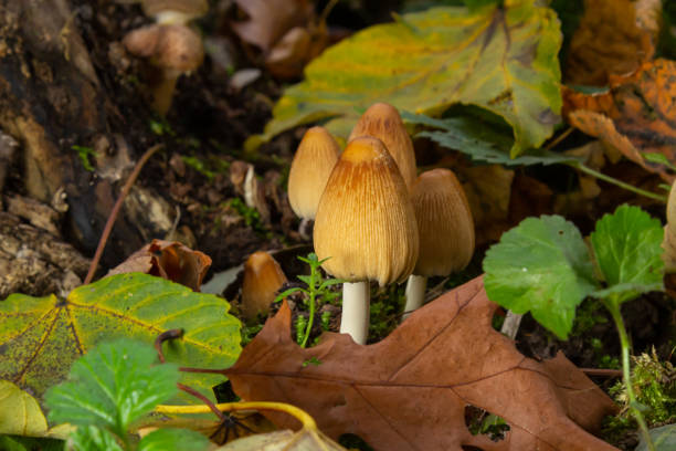 Coprinellus micaceus growing on rotten stumb. Many little mica cap mushrooms in an autumn forest. Group of shiny cap fungi with caps in many shades of yellow. Colorful oak leaf and blueberry bush Coprinellus micaceus growing on rotten stumb. Many little mica cap mushrooms in an autumn forest. Group of shiny cap fungi with caps in many shades of yellow. Colorful oak leaf and blueberry bush. psathyrellaceae stock pictures, royalty-free photos & images