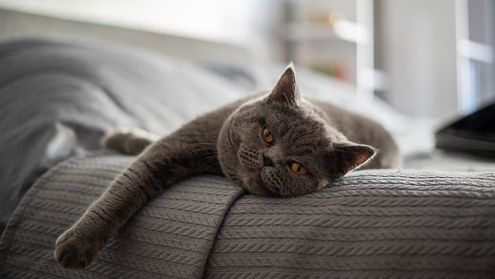 pure gray cat sleeping in bed