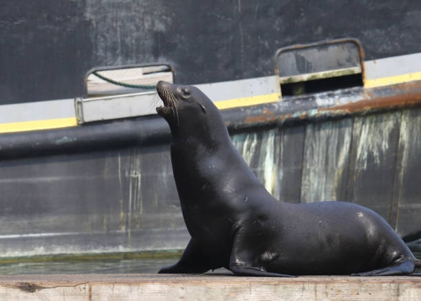 istock California Sea Lion (zalophus californianus) posing on a dock 1473253627