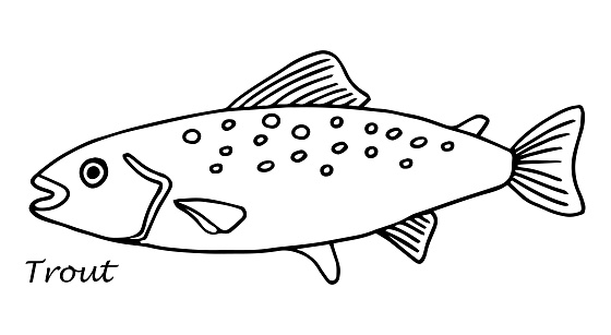 Vector sketch illustration of fresh trout sea fish drawing isolated on white. Engraved style. natural business. Vintage, retro object for menu, label, recipe, product packaging