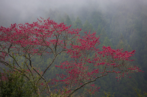 Cherry blossom festival in Sun Ling Xi is one of the most famous places in Taiwan. There are a lot of cherry trees in the park.