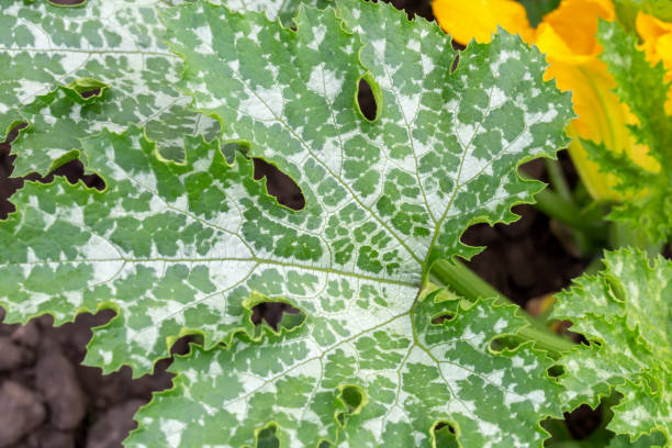 istock Close up of zucchini bush leaf 1473258256