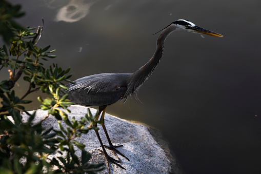 Great blue heron standing on a rock by a lake, Delray Beach, Florida, USA