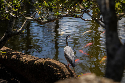 Great blue heron standing on a rock by a pond with swimming koi fishes, Delray Beach, Florida, USA