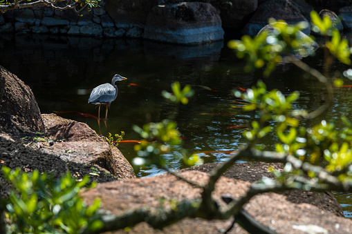 Great blue heron standing on a rock by a pond with swimming koi fishes, Delray Beach, Florida, USA