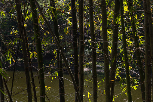 Bamboo plants in silhouette in the forest, Delray Beach, Florida, USA