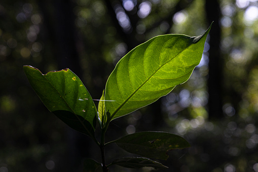 large leaf surface, bright green color