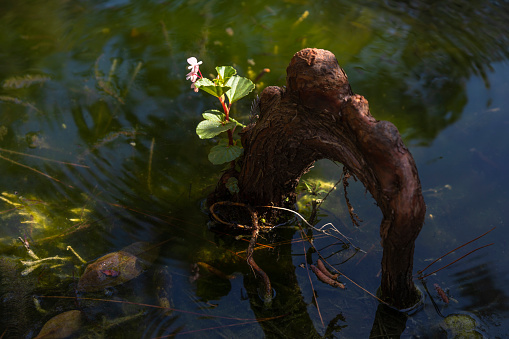 Root with a aflower in a pond, Delray Beach, Florida, USA