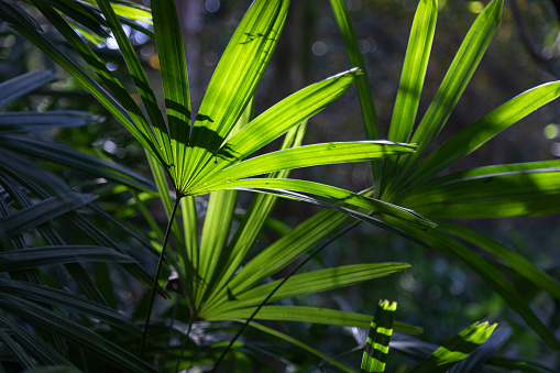 Closeup of palm tree in the garden, Delray Beach, Florida, USA