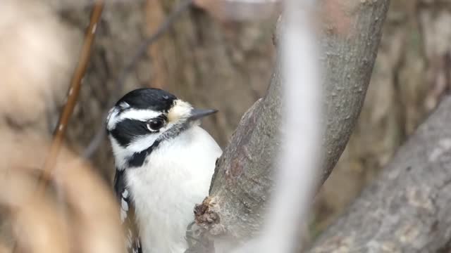 Close-up of Downy Woodpecker, Female - Pecking the tree trunk