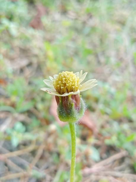 flores de grama silvestre também conhecidas como pilosal bidens - whiteweed - fotografias e filmes do acervo